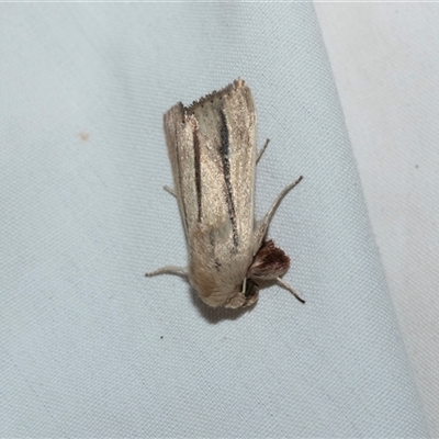 Leucania diatrecta (A Noctuid moth) at Higgins, ACT - 12 Oct 2025 by AlisonMilton