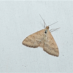 Scopula rubraria at Higgins, ACT - 12 Oct 2025 by AlisonMilton