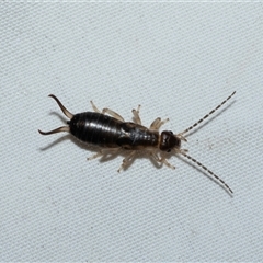 Nala lividipes (Black field earwig) at Higgins, ACT - 12 Oct 2025 by AlisonMilton
