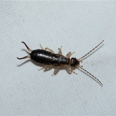 Nala lividipes (Black field earwig) at Higgins, ACT - 12 Oct 2025 by AlisonMilton