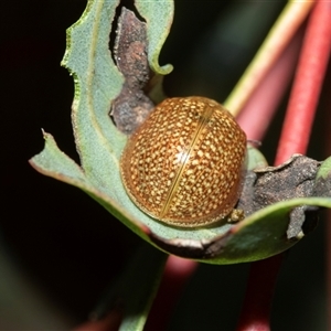 Paropsisterna cloelia (Eucalyptus variegated beetle) at Scullin, ACT - 12 Oct 2025 by AlisonMilton