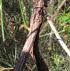 Unverified Other Shrub at Kungala, NSW - Today by donnanchris
