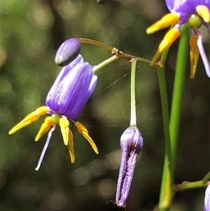 Dianella (genus) at Kungala, NSW - Today by donnanchris