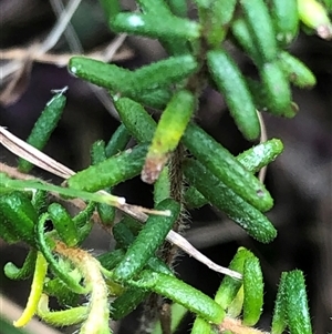Unverified Other Wildflower or Herb at Kungala, NSW - Today by donnanchris