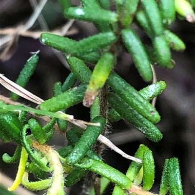 Unverified Other Wildflower or Herb at Kungala, NSW - Yesterday by donnanchris