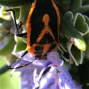 Agonoscelis rutila (Horehound bug) at Crowther, NSW - Today by Frecko