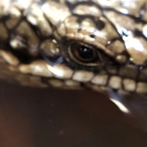 Egernia striolata (Tree Skink) at Crowther, NSW - Today by Frecko