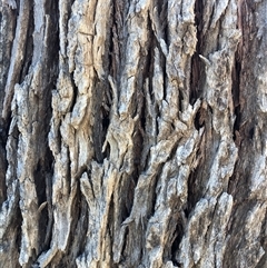 Eucalyptus bridgesiana (Apple Box) at Crowther, NSW - 15 Oct 2025 by Frecko
