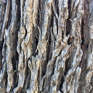 Eucalyptus bridgesiana at Crowther, NSW - Today by Frecko