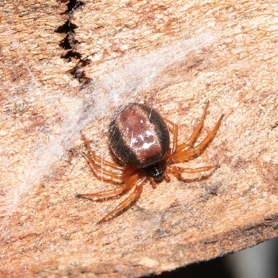 Euryopis umbilicata (Striped tick spider) at Scullin, ACT - 12 Oct 2025 by AlisonMilton