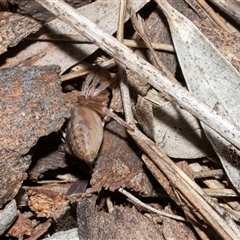 Clubiona sp. (genus) at Scullin, ACT - 12 Oct 2025 by AlisonMilton