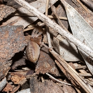 Clubiona sp. (genus) at Scullin, ACT - 12 Oct 2025 by AlisonMilton