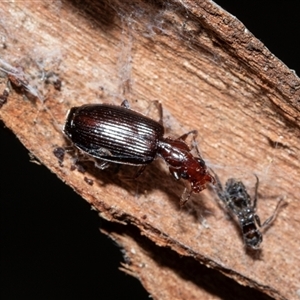 Unverified Carab beetle (Carabidae) at Scullin, ACT - 12 Oct 2025 by AlisonMilton