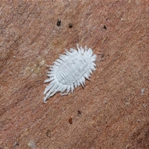Coccinellidae sp01 (Unidentified Waxy Ladybird Larvae) at Scullin, ACT - 12 Oct 2025 by AlisonMilton