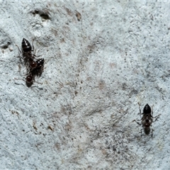 Crematogaster sp. (genus) (Acrobat ant, Cocktail ant) at Scullin, ACT - 12 Oct 2025 by AlisonMilton