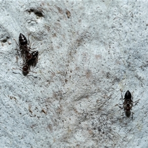 Crematogaster sp. (genus) (Acrobat ant, Cocktail ant) at Scullin, ACT - 12 Oct 2025 by AlisonMilton