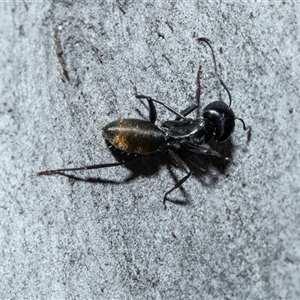 Camponotus aeneopilosus (A Golden-tailed sugar ant) at Scullin, ACT - 12 Oct 2025 by AlisonMilton