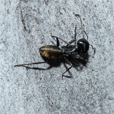 Camponotus aeneopilosus (A Golden-tailed sugar ant) at Scullin, ACT - 12 Oct 2025 by AlisonMilton