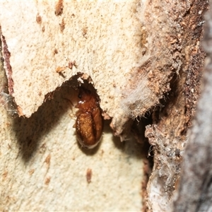 Unverified Beetle (Coleoptera) at Scullin, ACT - 12 Oct 2025 by AlisonMilton