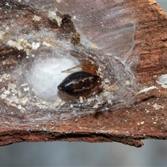 Euryopis umbilicata (Striped tick spider) at Scullin, ACT - 12 Oct 2025 by AlisonMilton