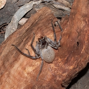 Unverified Huntsman spider (Sparassidae) at Scullin, ACT - 12 Oct 2025 by AlisonMilton
