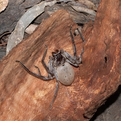 Isopeda canberrana (Canberra Huntsman Spider) at Scullin, ACT - 12 Oct 2025 by AlisonMilton
