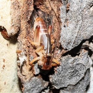 Unverified Cricket (several families) at Scullin, ACT - 12 Oct 2025 by AlisonMilton