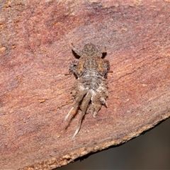 Platybrachys sp. (genus) (A gum hopper) at Scullin, ACT - 12 Oct 2025 by AlisonMilton