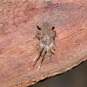 Platybrachys sp. (genus) (A gum hopper) at Scullin, ACT - 12 Oct 2025 by AlisonMilton