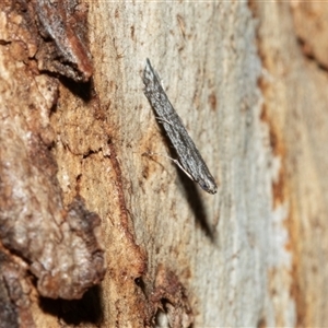 Phycitinae (subfamily) at Scullin, ACT - 12 Oct 2025 by AlisonMilton