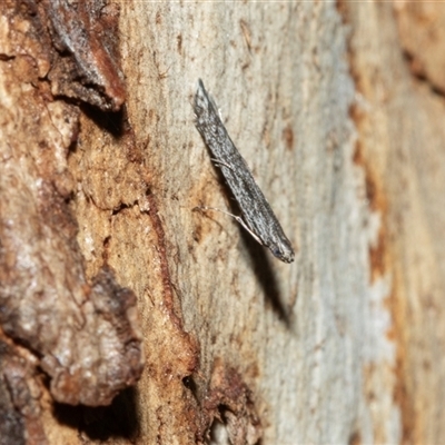 Phycitinae (subfamily) at Scullin, ACT - 12 Oct 2025 by AlisonMilton