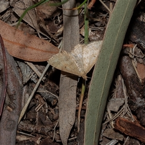 Scopula rubraria (Reddish Wave, Plantain Moth) at Scullin, ACT - 12 Oct 2025 by AlisonMilton