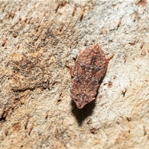 Stenocotis depressa at Scullin, ACT - 12 Oct 2025 by AlisonMilton