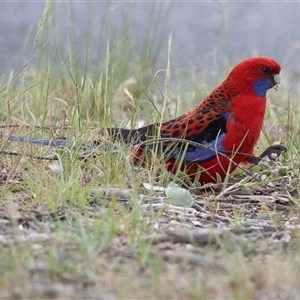 Platycercus elegans at Higgins, ACT - 12 Oct 2025 by AlisonMilton