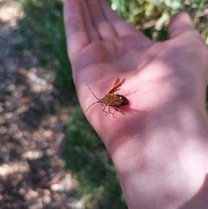 Unverified True bug (Hemiptera, Heteroptera) at Evatt, ACT - Today by rbannister