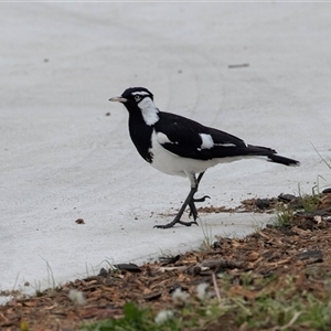 Grallina cyanoleuca at Scullin, ACT - 12 Oct 2025 by AlisonMilton