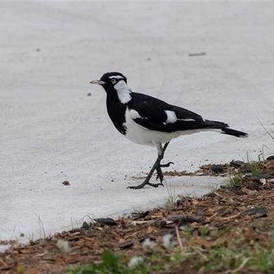Grallina cyanoleuca (Magpie-lark) at Scullin, ACT - 12 Oct 2025 by AlisonMilton
