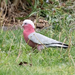 Eolophus roseicapilla at Scullin, ACT - 12 Oct 2025 by AlisonMilton