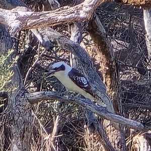 Dacelo novaeguineae at Fadden, ACT - Today by Mike