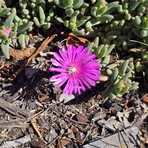 Crassula sieberiana at Fadden, ACT - Today by Mike