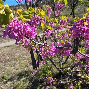 Indigofera australis subsp. australis at Fadden, ACT - Today by Mike
