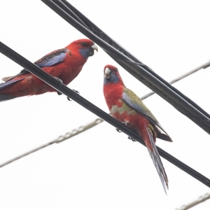 Platycercus elegans at Scullin, ACT - 12 Oct 2025 by AlisonMilton