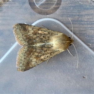 Helicoverpa punctigera (Native Budworm) at Yass River, NSW - Today by SenexRugosus