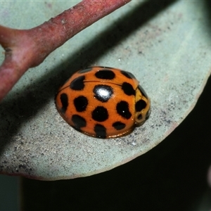 Harmonia conformis (Common Spotted Ladybird) at Higgins, ACT - 12 Oct 2025 by AlisonMilton