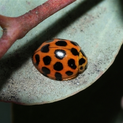 Harmonia conformis (Common Spotted Ladybird) at Higgins, ACT - 12 Oct 2025 by AlisonMilton
