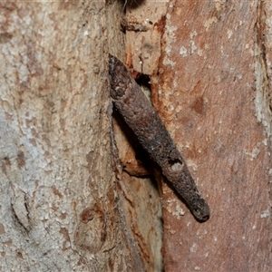 Conoeca or Lepidoscia (genera) IMMATURE (Unidentified Cone Case Moth larva, pupa, or case) at Scullin, ACT - 12 Oct 2025 by AlisonMilton