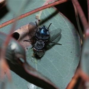 Unverified Bristle Fly (Tachinidae) at Scullin, ACT - 12 Oct 2025 by AlisonMilton