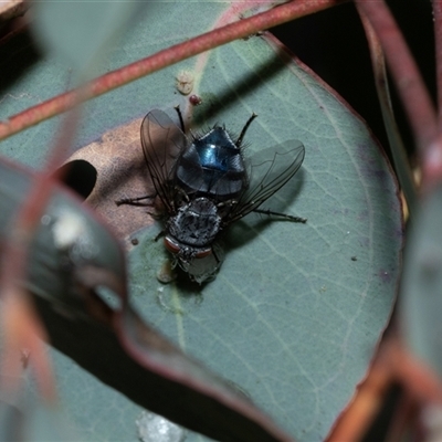 Calliphora vicina (European bluebottle) at Scullin, ACT - 12 Oct 2025 by AlisonMilton