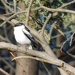 Lalage tricolor (White-winged Triller) by CallumBraeRuralProperty