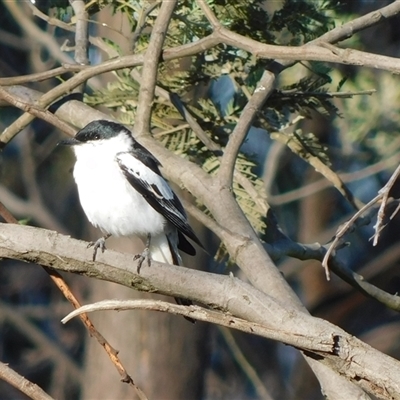 Lalage tricolor (White-winged Triller) at  - suppressed by CallumBraeRuralProperty